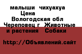 малыши  чихуахуа › Цена ­ 14 000 - Вологодская обл., Череповец г. Животные и растения » Собаки   
